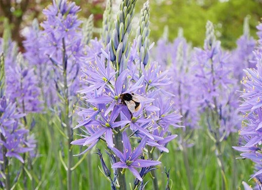 Bulbs for naturalising