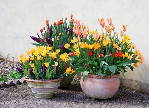 Potted bulbs