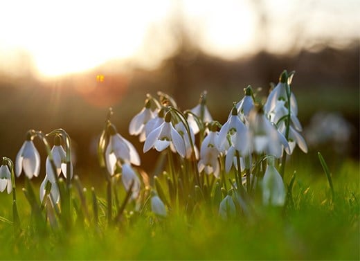 Snowdrop bulbs