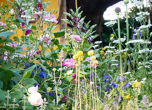 The RHS and The King’s Foundation Curious Garden