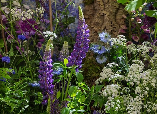 Shop all RHS Chelsea favourites