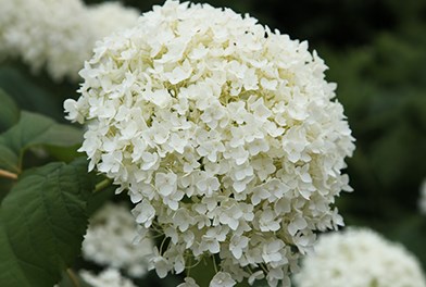 Shrubs