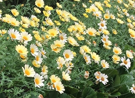 RHS Recommended plants