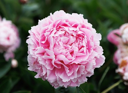 Paeonia tubers
