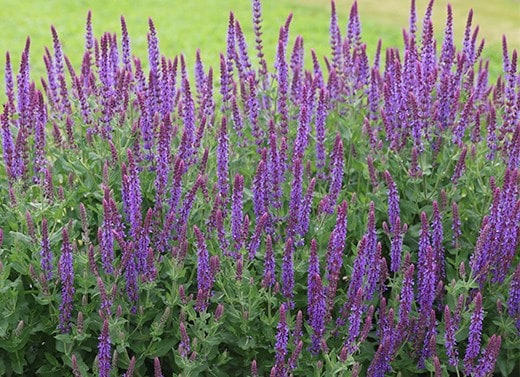 Perennials