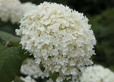 Hydrangeas