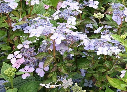 Shrubs