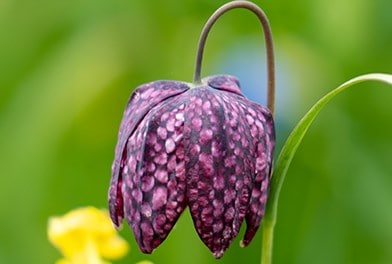 Fritillaries
