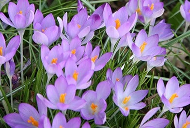 Crocus
