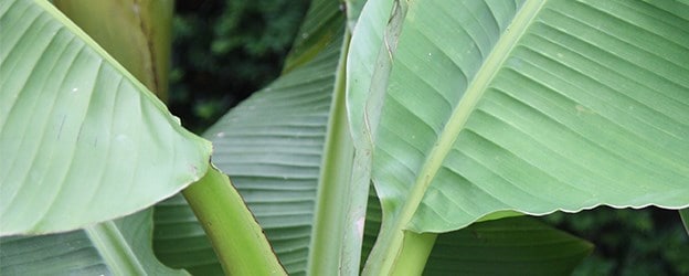 Indoor Plants