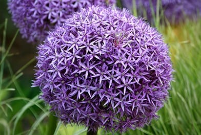 Bulbs