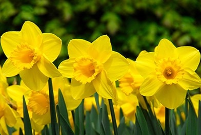Daffodils