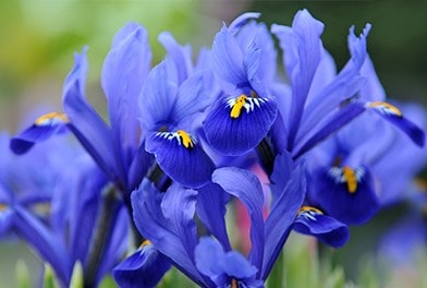 Iris