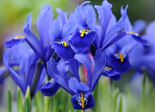 Iris bulbs