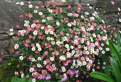 Perennials