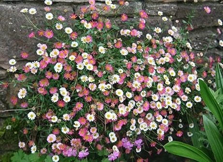 Plants & Bulbs