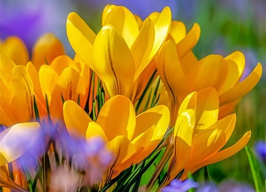 Crocus bulbs