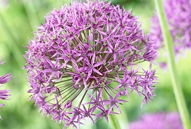 Alliums