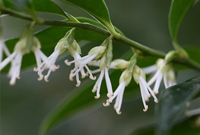Mature Shrubs