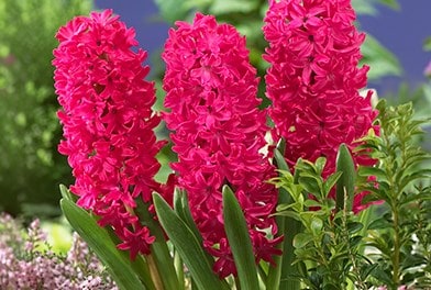 Hyacinths