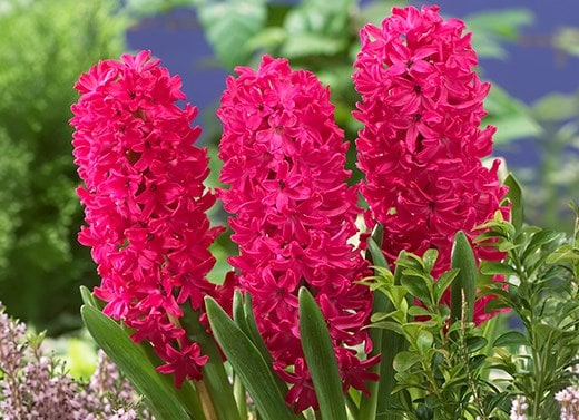 Hyacinth bulbs