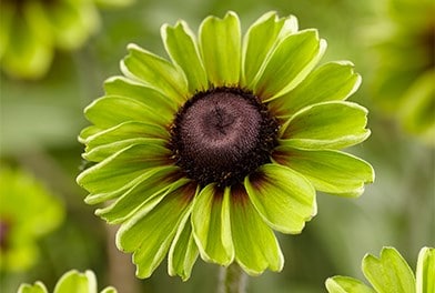 Bedding Plants