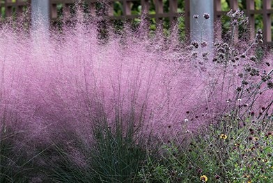 Grasses