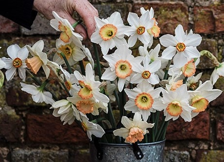 Daffodils