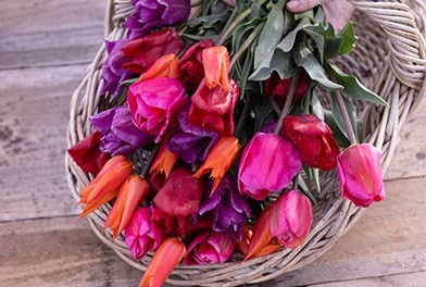 Bulb Collections
