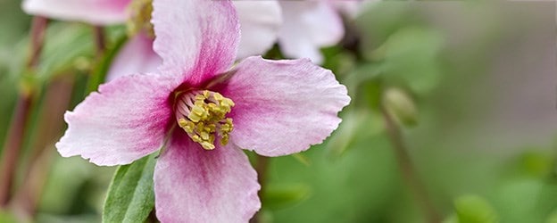 RHS Chelsea Plant of the Year Shortlist 2026