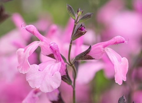 Late summer colour