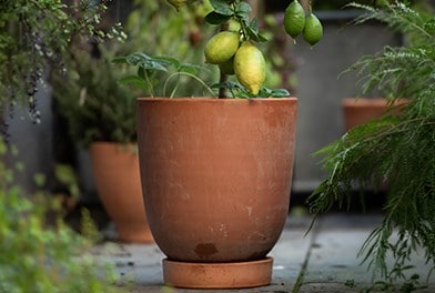 Outdoor pots
