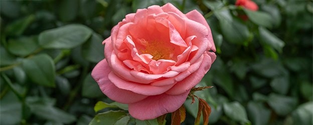 Rosa ‘Catherine’s’ Rose™