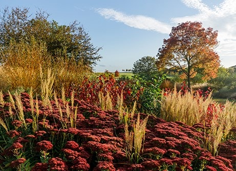 Winter interest plants