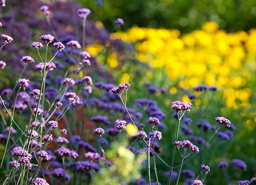 Perennials