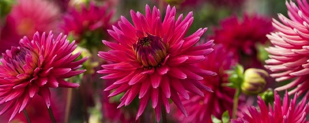 Summer bulbs
