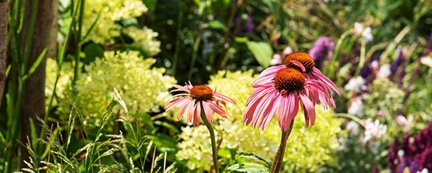 Summer plant sale