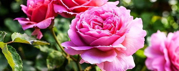 Roses