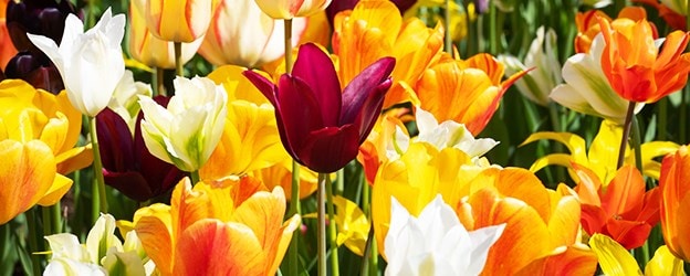 Spring bulbs