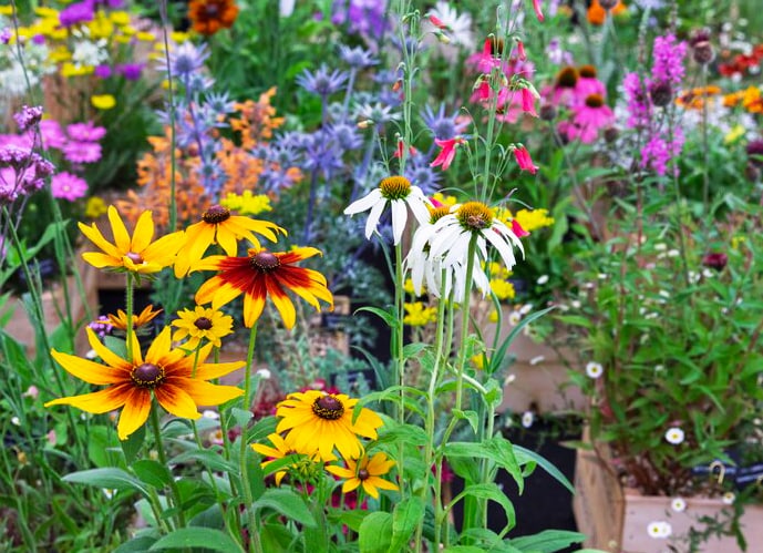 Plants summer sale