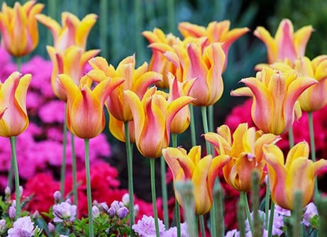 Spring bulb collections