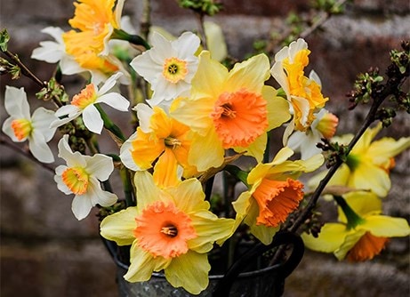 Daffodil bulbs