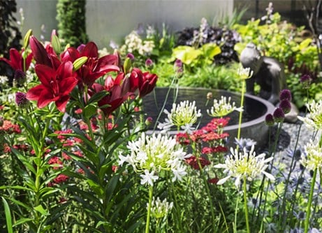 All plants & bulbs