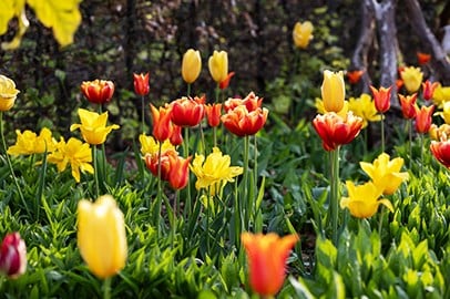 Bulb collections