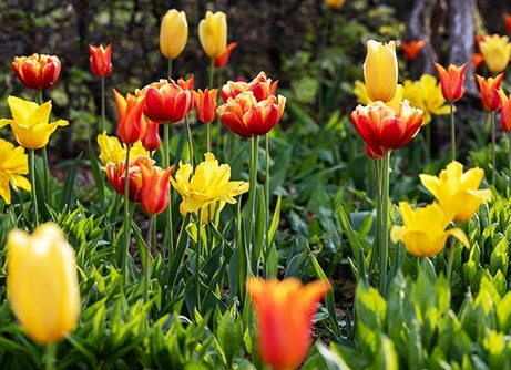 Tulip bulbs