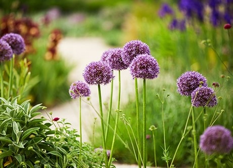 Allium bulbs