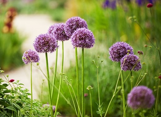 Alliums