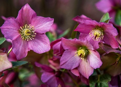 Christmas outdoor plants