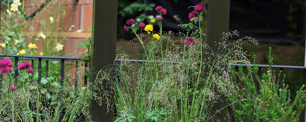 Balcony garden highlights