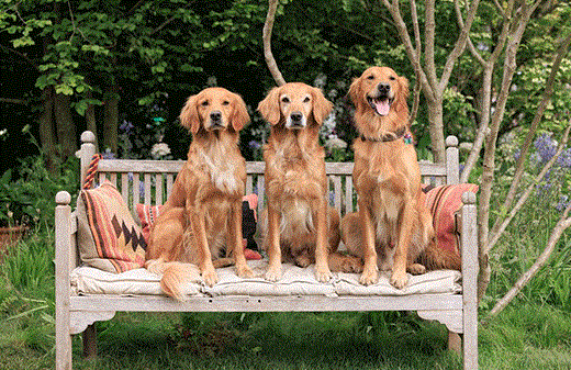 RHS & BBC Radio 2 dog garden